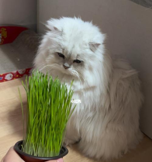 猫咪不吃猫草是什么原因？如何解决？