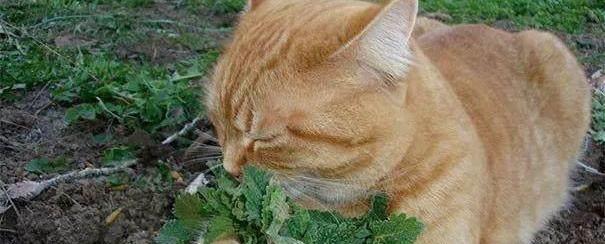 猫咪为什么会吃猫草？猫草对猫咪有哪些好处？