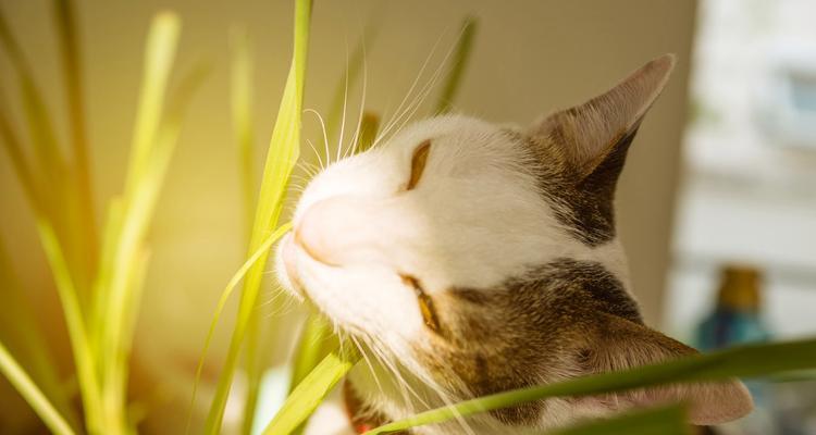 猫咪为什么会吃猫草？猫草对猫咪有哪些好处？