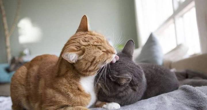 猫咪为什么总是舔毛？舔毛行为背后的秘密是什么？