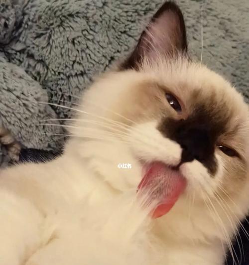 猫咪为什么总是舔毛？舔毛行为背后的秘密是什么？