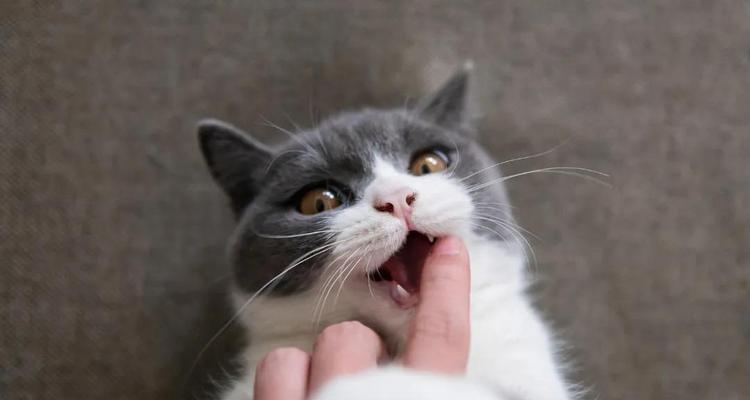 猫咪为什么喜欢咬手指和舔？如何解决？