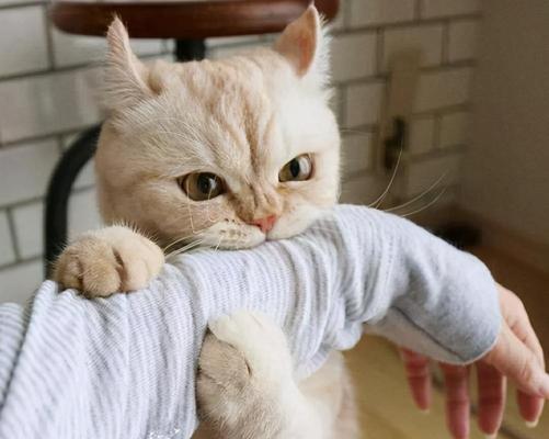 猫咪为什么喜欢咬手指和舔？如何解决？
