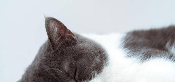 猫咪洗完耳朵后抗拒吹风怎么办？
