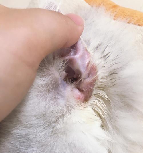 猫咪洗完耳朵后抗拒吹风怎么办？