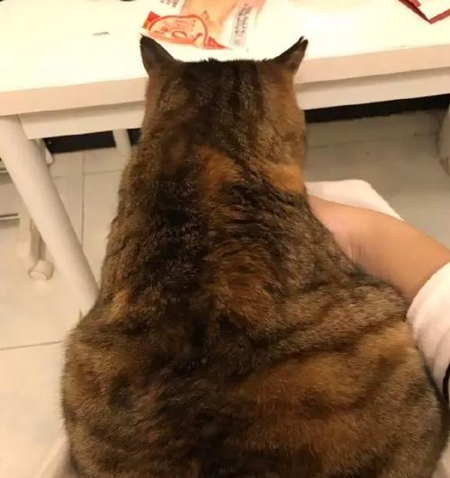 猫咪洗澡时屁股需要清洗吗？正确洗澡步骤是什么？