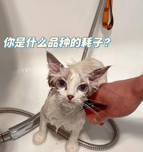 猫咪洗澡时屁股需要清洗吗？正确洗澡步骤是什么？
