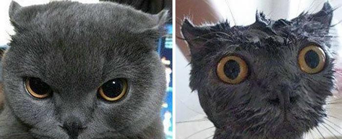 猫咪洗澡出现黑点是怎么回事？如何正确处理？