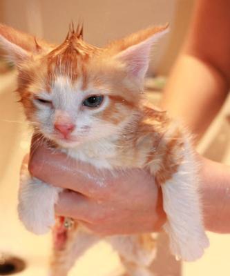 猫咪洗澡出现黑点是怎么回事？如何正确处理？