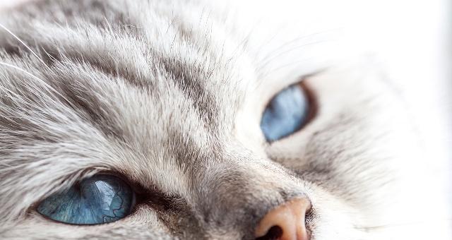 猫咪眼睛发绿光图片是什么原因？如何处理？