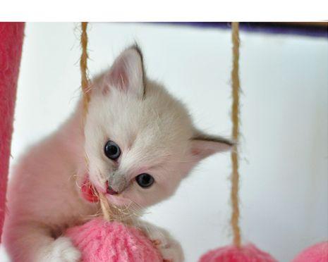 猫咪临盆时需要什么帮助？如何确保顺利分娩？