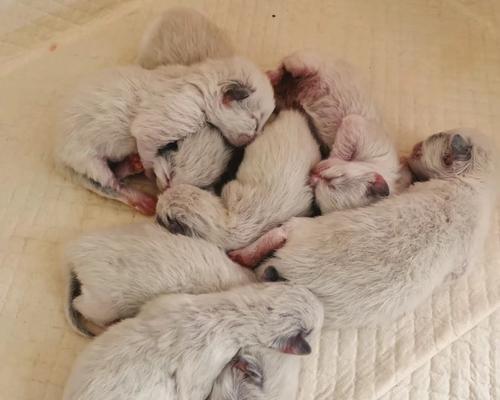 猫咪临盆时需要什么帮助？如何确保顺利分娩？