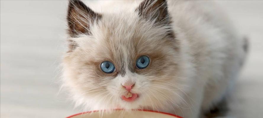 猫咪长期食用湿粮是否健康？湿粮对猫咪的影响是什么？