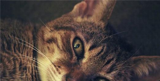 猫咪抑郁症会发抖吗？如何识别和应对？