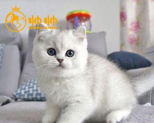猫咪疫苗应该注射在哪个部位？正确部位的重要性是什么？
