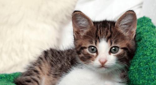猫咪应该给他玩什么？如何选择合适的玩具？