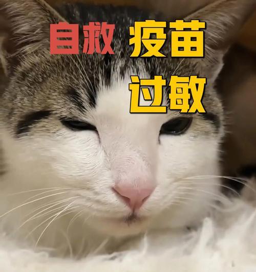 猫咪有必要打疫苗吗？疫苗接种的必要性和好处是什么？