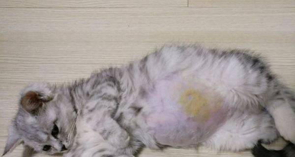 猫咪有蛔虫怎么治疗？有效驱虫方法有哪些？