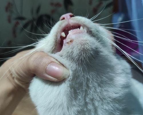 猫咪口臭严重怎么办？有效去除方法有哪些？