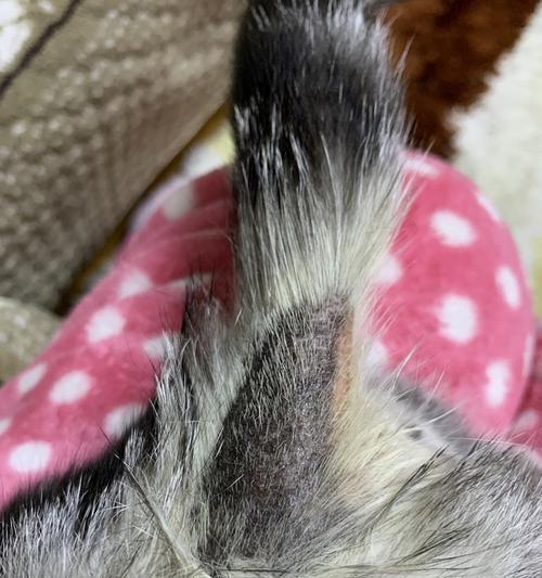 猫咪有猫癣涂什么药？如何正确选择治疗猫癣的药物？