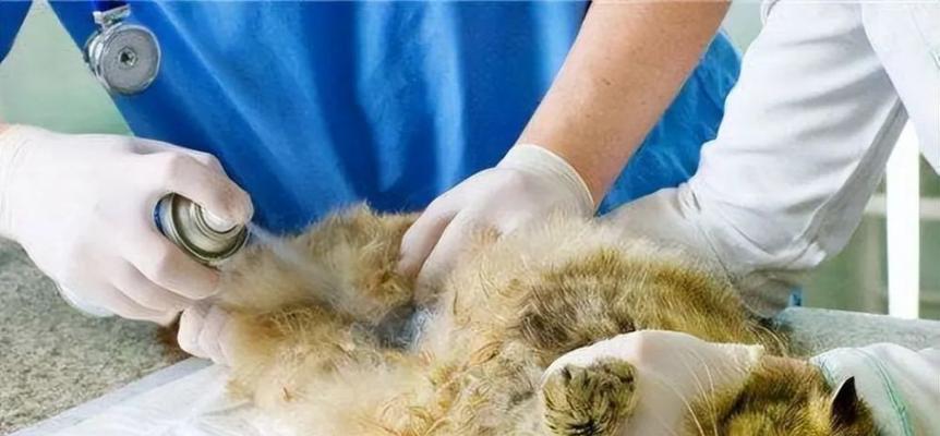 猫咪怎么会子宫蓄脓？症状和治疗方法是什么？