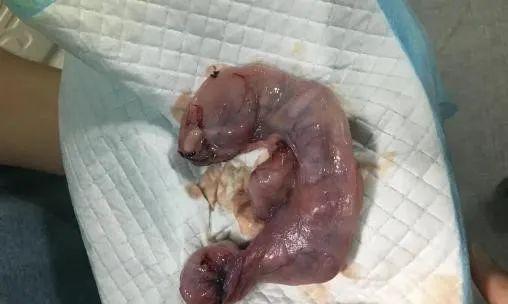 猫咪怎么会子宫蓄脓？症状和治疗方法是什么？