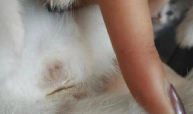 猫咪怎么会子宫蓄脓？症状和治疗方法是什么？