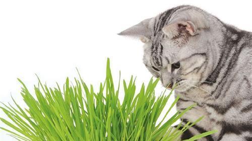猫咪为什么喜欢吃猫草？猫草对猫咪有什么好处？