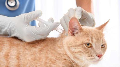 猫咪发烧了怎么办？如何正确处理猫咪发烧问题？