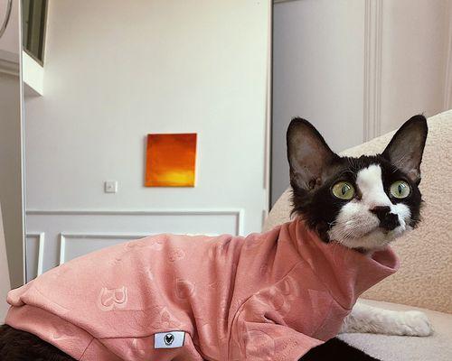 猫咪发烧了怎么办？如何正确处理猫咪发烧问题？