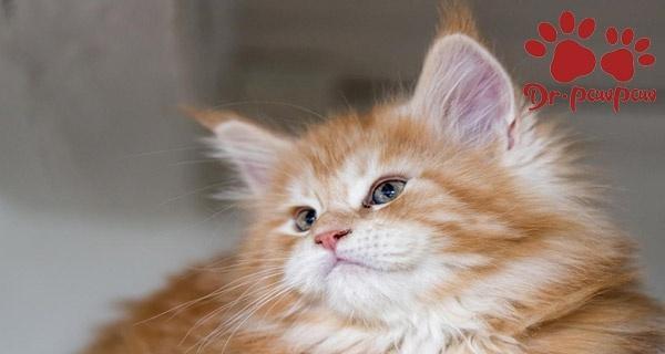 猫咪发烧了怎么办？如何正确处理猫咪发烧问题？