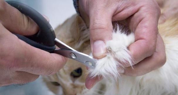 猫咪指甲劈裂了怎么办？会感到疼痛吗？