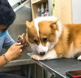 猫咪指甲劈裂了怎么办？会感到疼痛吗？