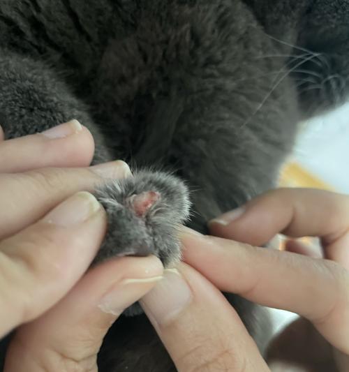 猫咪指甲劈裂了怎么办？会感到疼痛吗？