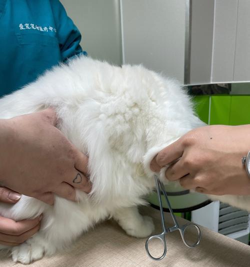 猫咪指甲发炎的原因是什么？如何预防和治疗？