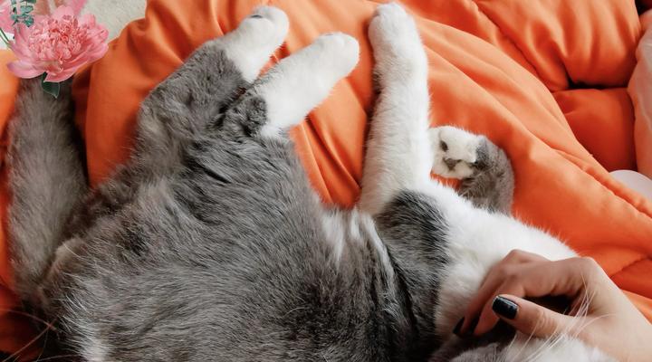 猫咪中毒死亡前有哪些症状？如何及时发现并救治？