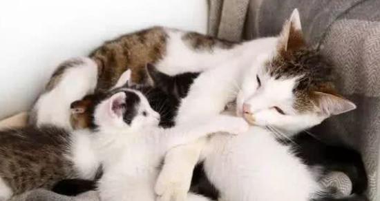 猫咪子宫炎怎么治疗？有效治疗方法有哪些？