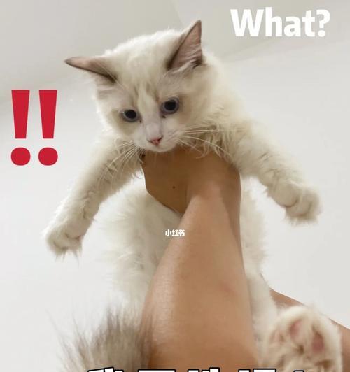 频繁更换猫咪浴液有什么影响？如何选择合适的猫咪洗护产品？