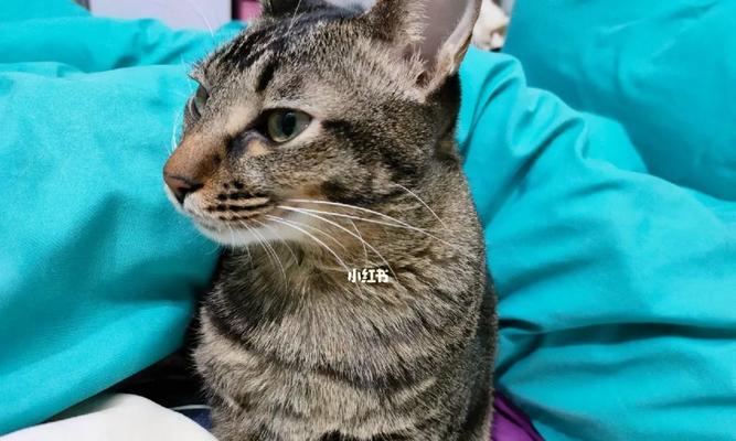 猫咪总是叫是怎么回事？可能的原因和解决方法是什么？