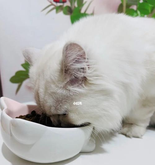 猫咪最好吃什么猫粮？如何选择适合的猫粮品牌和类型？