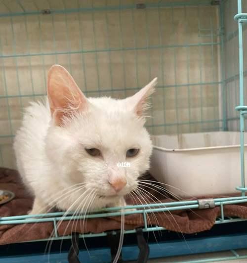 猫咪没有猫瘟会死亡吗？如何预防和治疗猫瘟？