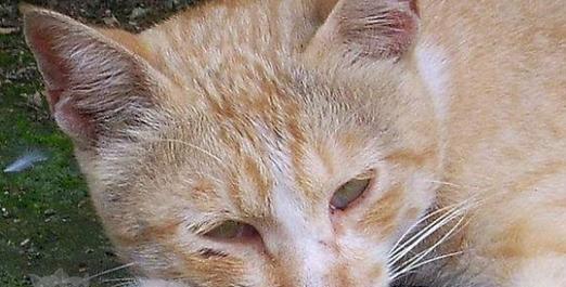 猫咪没有猫瘟会死亡吗？如何预防和治疗猫瘟？