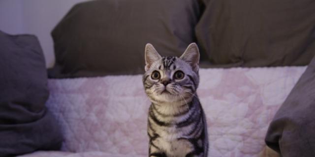 美短小猫名字怎么取？有哪些好听的美短小猫名字推荐？