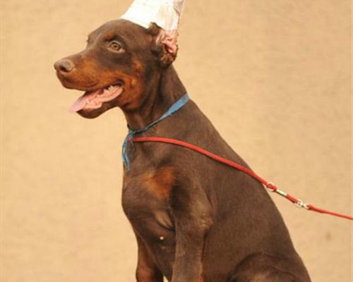 母杜宾犬多少钱一只？购买时需要注意哪些事项？