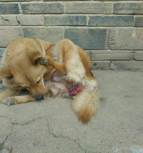 母狗的怀孕期是多久？如何计算？