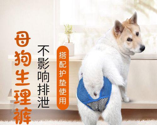 母狗照顾小狗的时间是多久？小狗断奶后还需要母狗照顾吗？