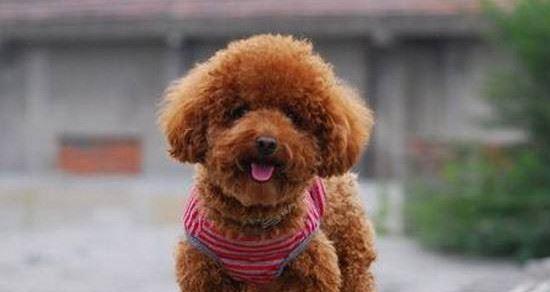 母狗阉割手术的危害是什么？术后护理需要注意什么？