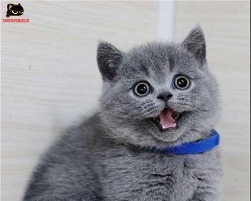 母猫多久不照顾小猫？小猫该如何照料？