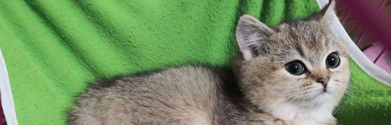 母猫频繁叼走小猫是为什么？如何解决？