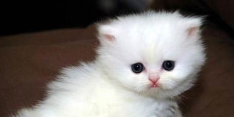 母猫频繁叼走小猫是为什么？如何解决？